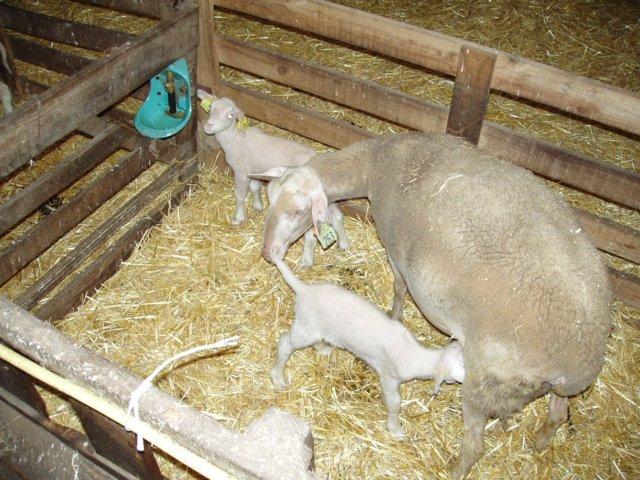 agneau 2006 0010